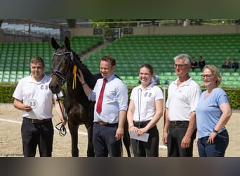 Trakehner, Giumenta, 5 Anni, 173 cm, Baio scuro