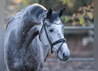 Trakehner, Giumenta, 5 Anni, 174 cm, Grigio