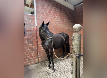 Trakehner, Giumenta, 5 Anni, 175 cm, Morello