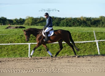 Trakehner, Giumenta, 5 Anni, Baio