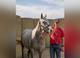 Trakehner, Giumenta, 6 Anni, 160 cm, Grigio