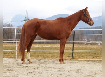 Trakehner, Giumenta, 6 Anni, 160 cm, Sauro