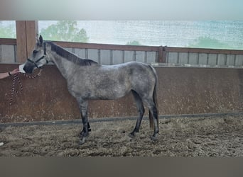 Trakehner, Giumenta, 6 Anni, 161 cm, Grigio pezzato