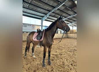 Trakehner Mix, Giumenta, 6 Anni, 163 cm, Baio