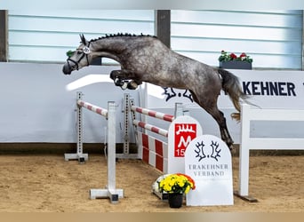 Trakehner, Giumenta, 6 Anni, 163 cm, Grigio