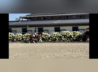 Trakehner, Giumenta, 6 Anni, 163 cm, Sauro