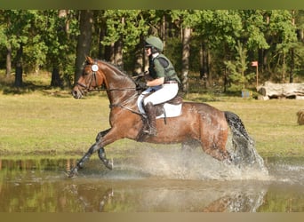Trakehner, Giumenta, 6 Anni, 164 cm, Baio scuro