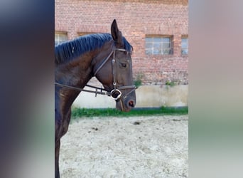 Trakehner, Giumenta, 6 Anni, 164 cm, Morello