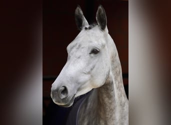 Trakehner, Giumenta, 6 Anni, 165 cm, Grigio pezzato