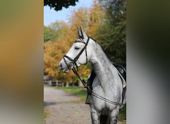 Trakehner, Giumenta, 6 Anni, 165 cm, Grigio pezzato