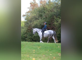 Trakehner, Giumenta, 6 Anni, 165 cm, Grigio pezzato