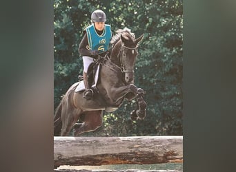 Trakehner, Giumenta, 6 Anni, 165 cm, Morello