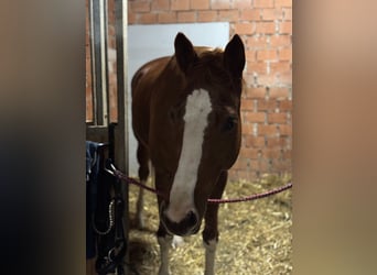 Trakehner, Giumenta, 6 Anni, 165 cm, Sauro