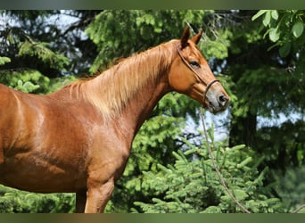 Trakehner, Giumenta, 6 Anni, 167 cm, Sauro