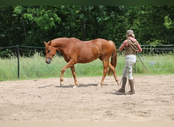 Trakehner, Giumenta, 6 Anni, 167 cm, Sauro