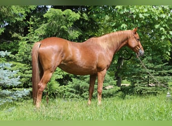 Trakehner, Giumenta, 6 Anni, 167 cm, Sauro
