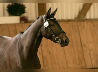 Trakehner, Giumenta, 6 Anni, 168 cm, Baio scuro