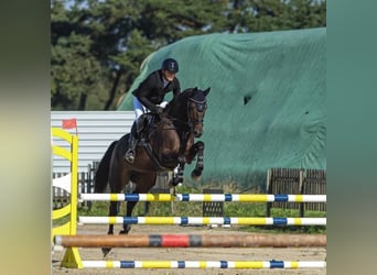 Trakehner, Giumenta, 6 Anni, 168 cm, Baio scuro