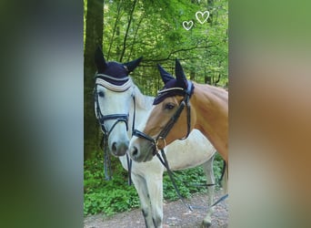Trakehner, Giumenta, 6 Anni, 169 cm, Grigio
