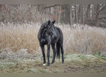 Trakehner, Giumenta, 6 Anni, 169 cm, Morello
