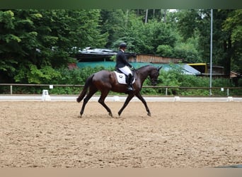 Trakehner, Giumenta, 6 Anni, 169 cm, Morello