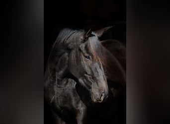 Trakehner, Giumenta, 6 Anni, 169 cm, Morello