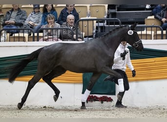 Trakehner, Giumenta, 6 Anni, 169 cm, Morello