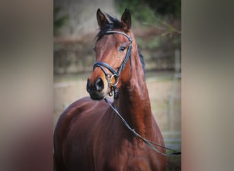 Trakehner, Giumenta, 6 Anni, 170 cm, Baio