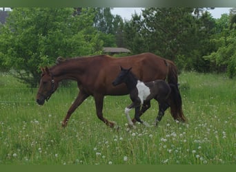 Trakehner, Giumenta, 6 Anni, 171 cm, Sauro scuro