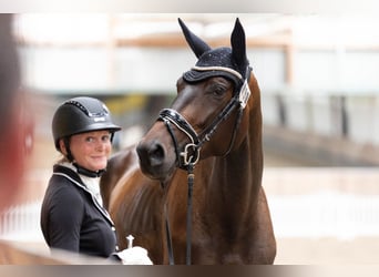 Trakehner, Giumenta, 6 Anni, 174 cm, Baio nero