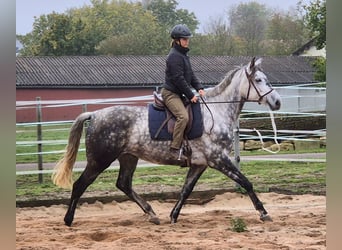 Trakehner, Giumenta, 6 Anni, 174 cm, Grigio pezzato