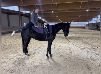 Trakehner, Giumenta, 6 Anni, Baio nero