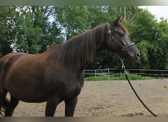 Trakehner, Giumenta, 6 Anni, Morello