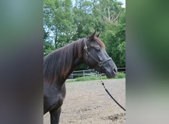 Trakehner, Giumenta, 6 Anni, Morello
