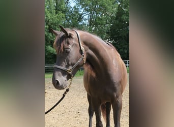 Trakehner, Giumenta, 6 Anni, Morello
