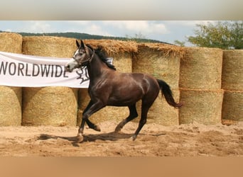 Trakehner, Giumenta, 7 Anni, 163 cm