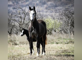 Trakehner, Giumenta, 7 Anni, 163 cm