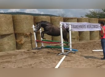 Trakehner, Giumenta, 7 Anni, 163 cm, Grigio