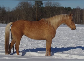 Trakehner, Giumenta, 7 Anni, 164 cm, Palomino