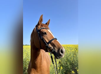 Trakehner, Giumenta, 7 Anni, 164 cm, Sauro