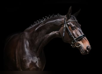 Trakehner, Giumenta, 7 Anni, 167 cm, Baio scuro