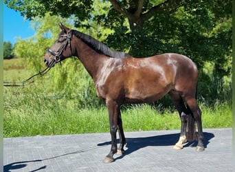 Trakehner, Giumenta, 7 Anni, 169 cm, Baio nero