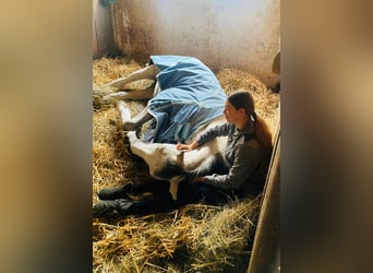 Trakehner, Giumenta, 7 Anni, 169 cm, Grigio