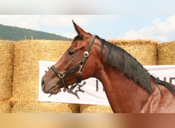 Trakehner, Giumenta, 8 Anni, 162 cm, Baio