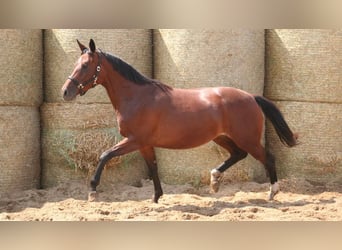 Trakehner, Giumenta, 8 Anni, 162 cm, Baio