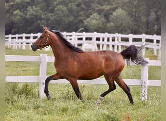 Trakehner, Giumenta, 8 Anni, 162 cm, Baio