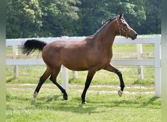 Trakehner, Giumenta, 8 Anni, 162 cm, Baio