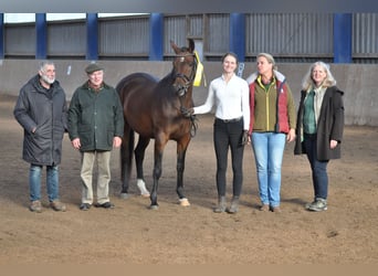 Trakehner, Giumenta, 8 Anni, 162 cm, Baio