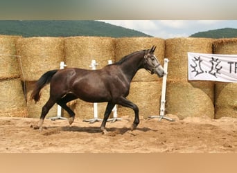 Trakehner, Giumenta, 8 Anni, 163 cm
