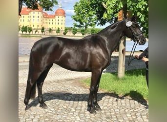 Trakehner, Giumenta, 8 Anni, 164 cm, Morello